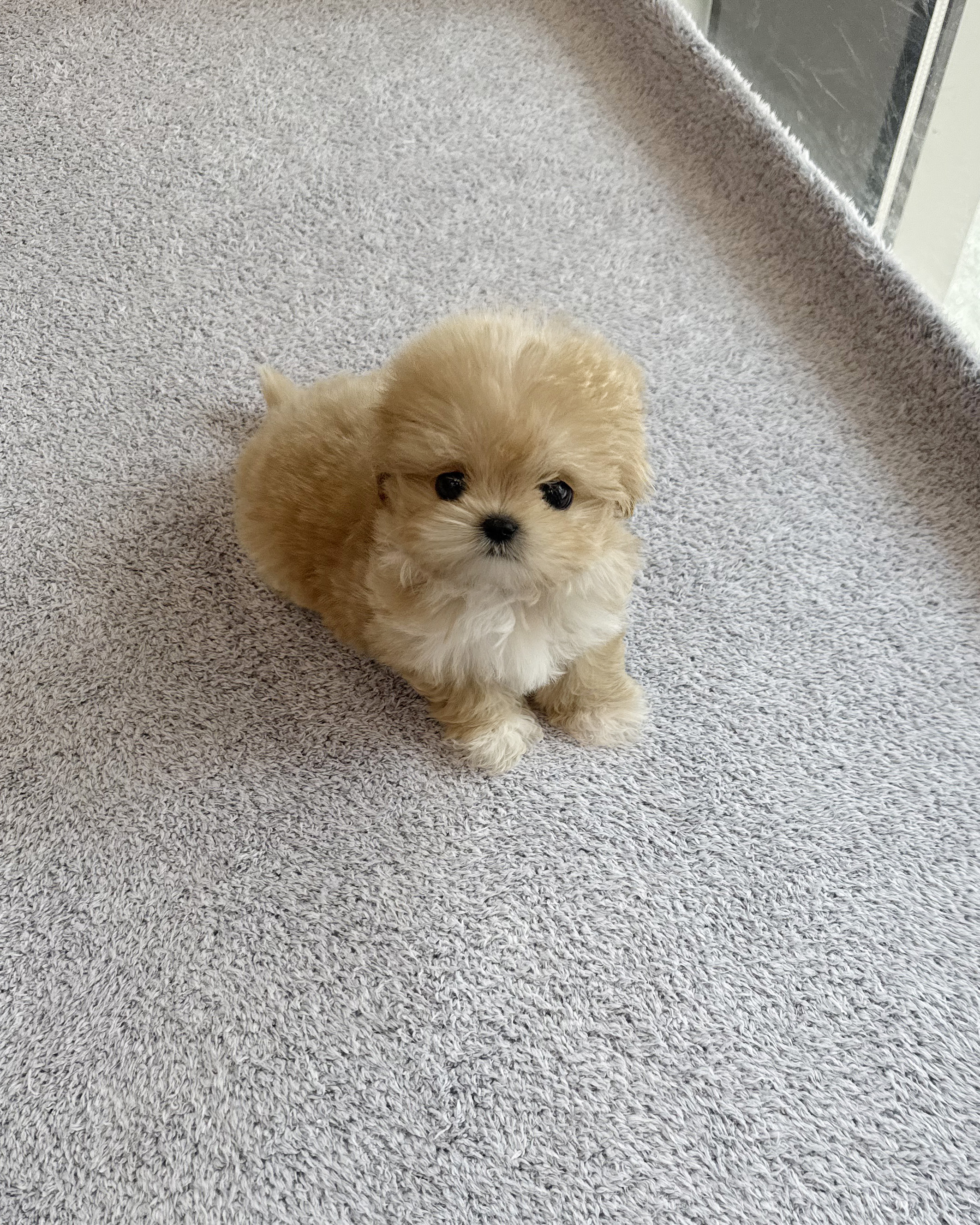 2개월 아기 소형견