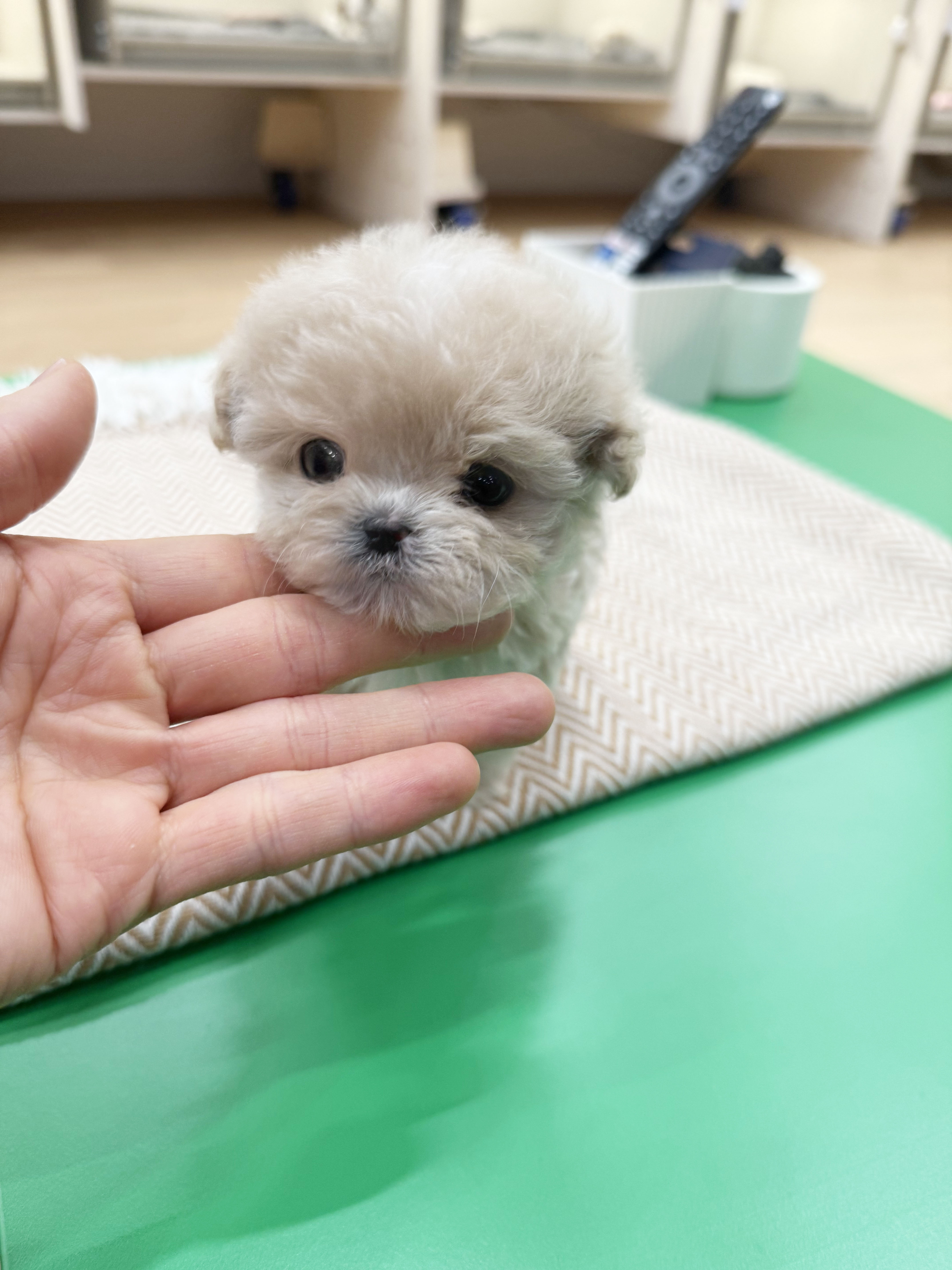 손바닥 위 아기 말티즈